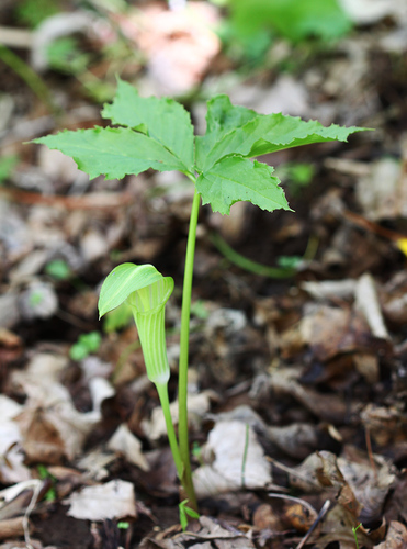 Amur Jack-in-the-pulpit