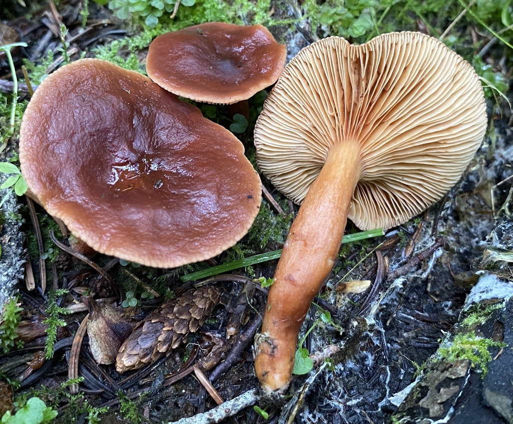 Lactarius badiosanguineus from Wallowa-Whitman National Forest, North ...