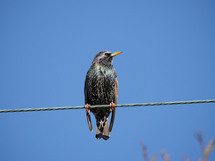 Sturnus vulgaris