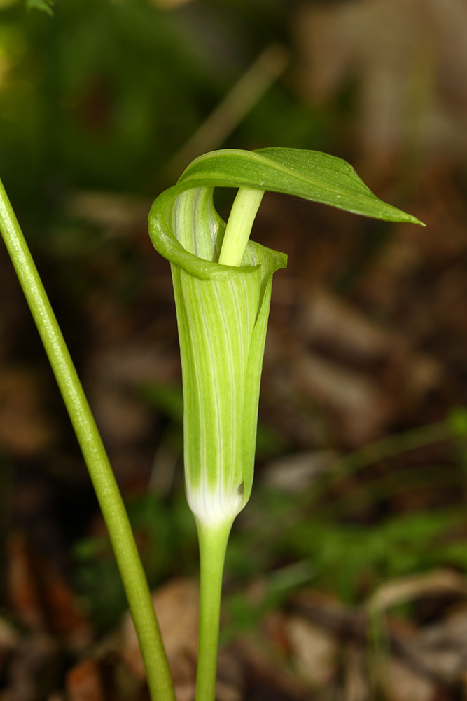 Arisaema amurense