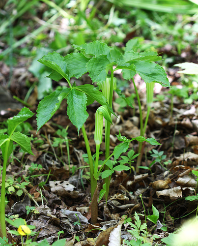 Amur Jack-in-the-pulpit