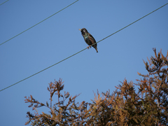 Sturnus vulgaris