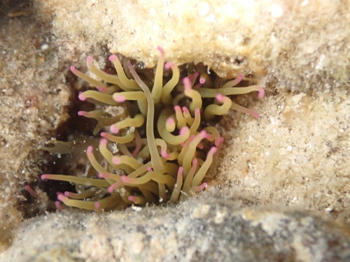 snakelocks anemone (Anemonia viridis)