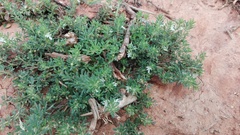 Teucrium trifidum