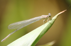 Pseudagrion pilidorsum declaratum