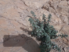 Forsskaolea tenacissima