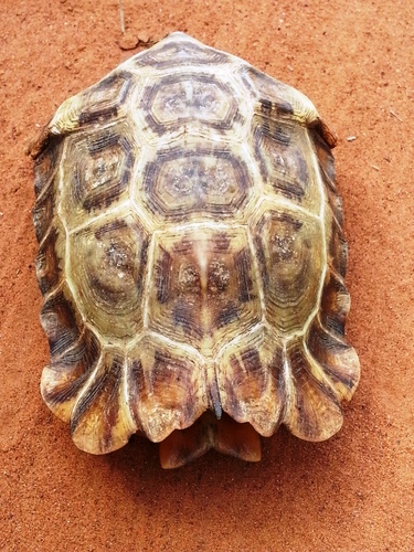 Home's Hingeback Tortoise