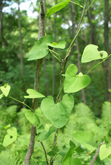 Aristolochia contorta