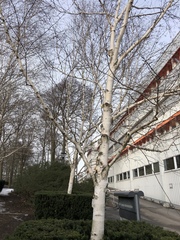 Betula utilis jacquemontii