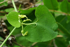 Aristolochia contorta