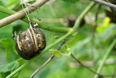 Aristolochia contorta