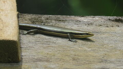 Costa Rica Skink