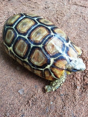 Western hinge-back tortoise