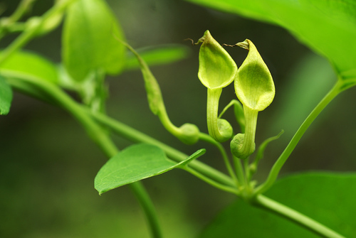 Aristolochia contorta Bunge