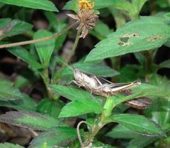 Stenocatantops splendens