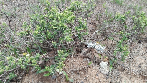 Mestoklema elatum N.E.Br. ex Glen 2