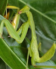 Sphodromantis lineola