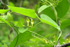 Aristolochia contorta