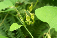 Aristolochia contorta