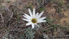 Arctotis pinnatifida