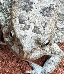 Sclerophrys regularis
