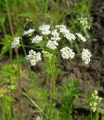 Chaerophyllum prescottii