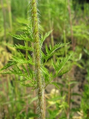 Chaerophyllum prescottii