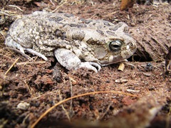Sclerophrys regularis