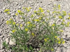 Rorippa × armoracioides