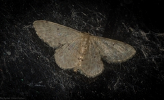 Idaea pilosata