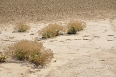 Lepidium cartilagineum