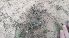 Trichodiadema orientale