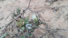 Trichodiadema orientale