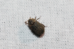 Trox scaber