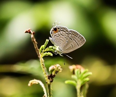 Catochrysops strabo strabo