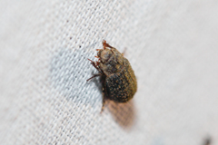 Trox scaber