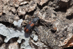Bitoma crenata