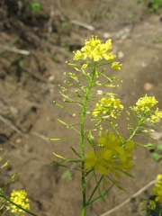 Rorippa × armoracioides