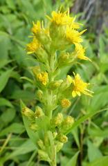 Solidago glomerata