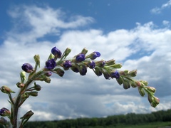 Delphinium retropilosum