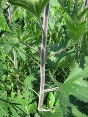 Delphinium retropilosum