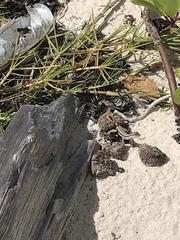 Leiocephalus lunatus