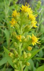 Solidago glomerata