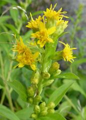 Solidago glomerata