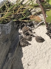 Leiocephalus lunatus