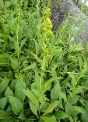 Solidago glomerata