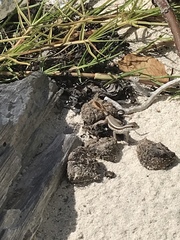 Leiocephalus lunatus