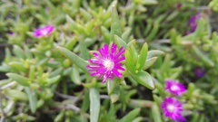 Delosperma versicolor