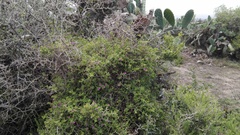 Delosperma versicolor