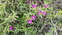 Delosperma versicolor